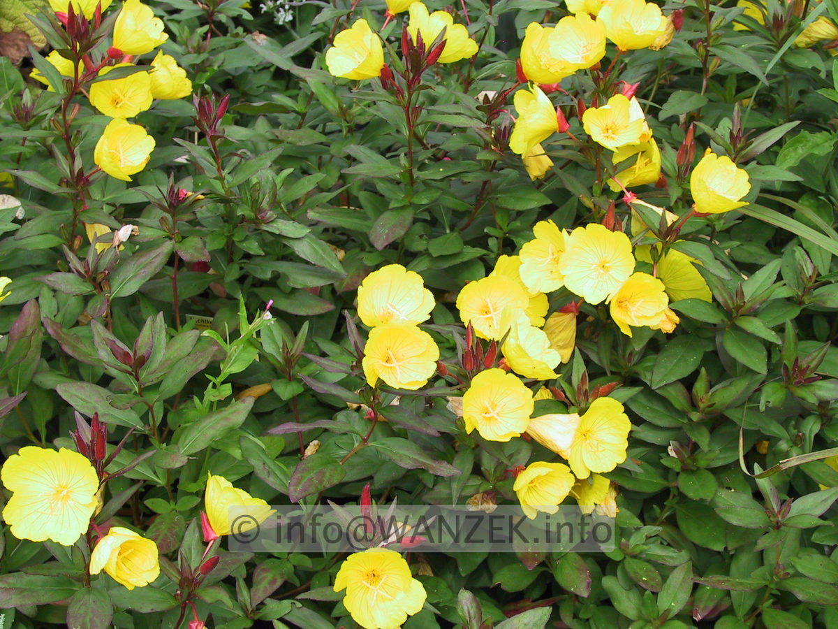 Oenothera tetragona Sonnenwende2.JPG